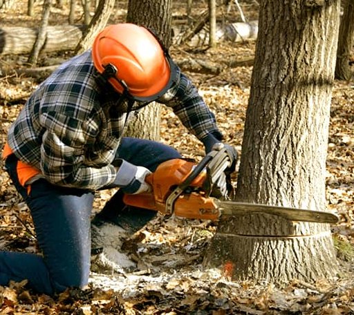 Tree Removal in Clare, IA